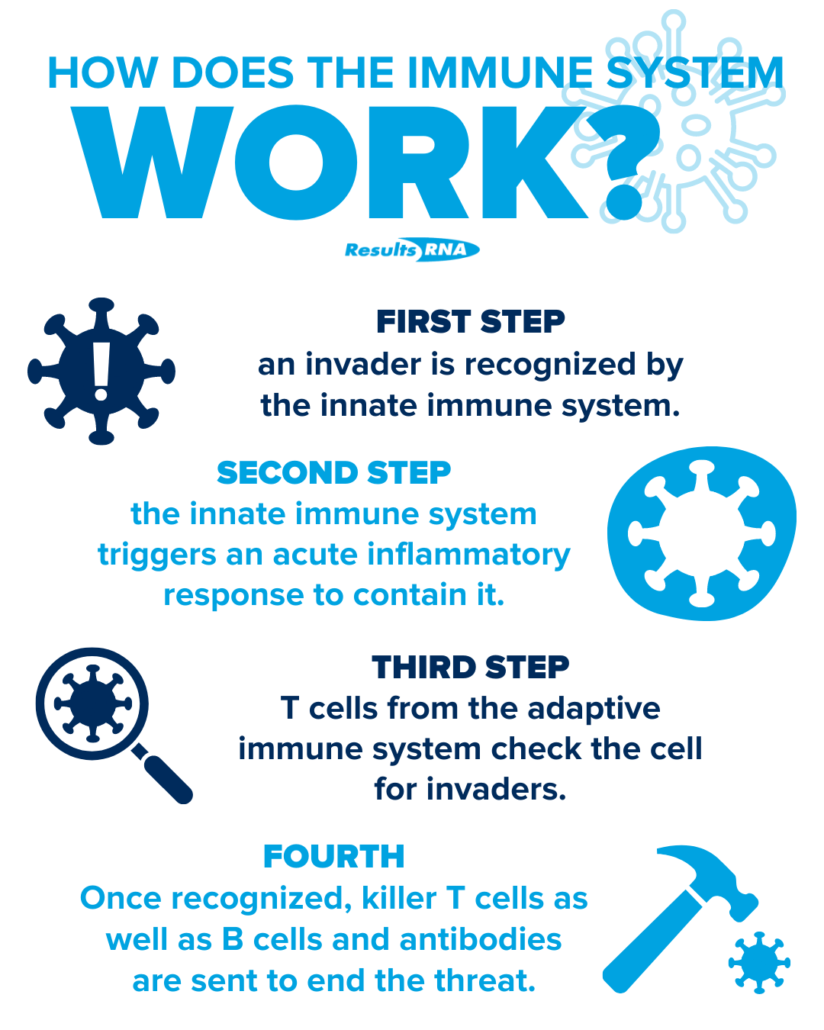 Infographic describing how the different parts of the immune system work