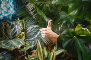 person gives thumbs up to house plants that clean their air